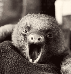 slothyawn