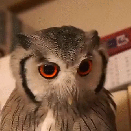 kill you owl.gif