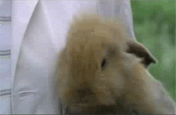 happee bunnee.gif