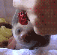 sloth lift.gif