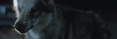 wolf-growl