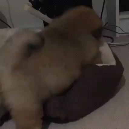 clumsy pup.gif