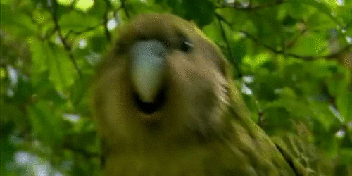 PUMPED BIRD.gif