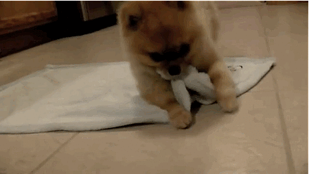 pupperito.gif