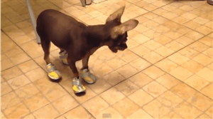 dog-shoes