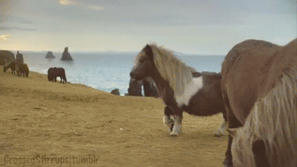 pony strut.gif