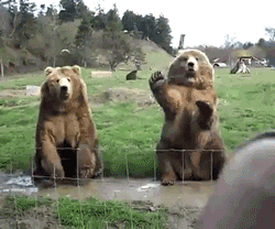 wavy bear bebes.gif