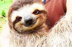 sloth seduction.gif