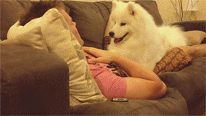 puppy nuggle.gif